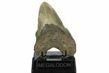 Bargain, Fossil Megalodon Tooth - North Carolina #172583-1